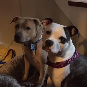 Meet your Posher, Bernie